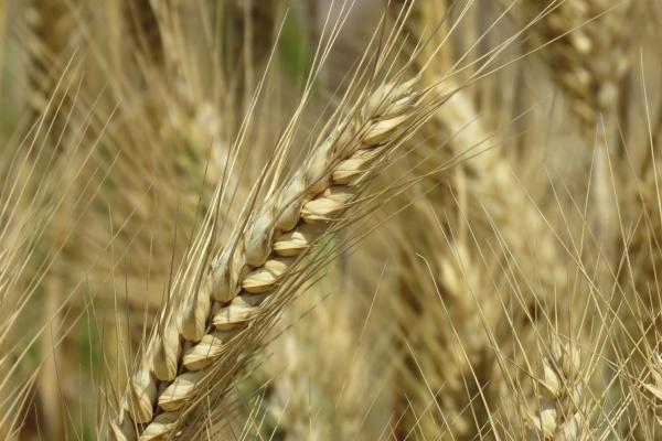 2024岁刑太岁的生肖 2024犯太岁的生肖