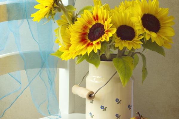 属龙和属猪的婚配 龙和猪兼容吗