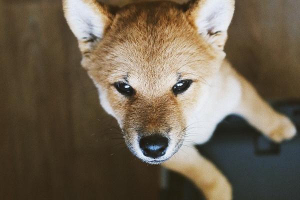 2024会得贵子的生肖 添丁的生肖2024