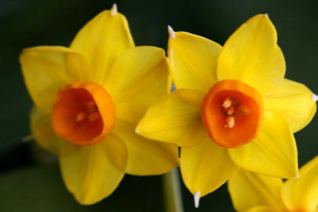 第一运程 2024年十二生肖周运7.15-7.21