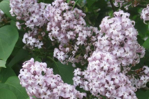 仙指阁运势 2024年7月19日十二生肖运势分析