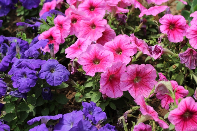 仙指阁运势 2024年8月7日十二生肖运势分析