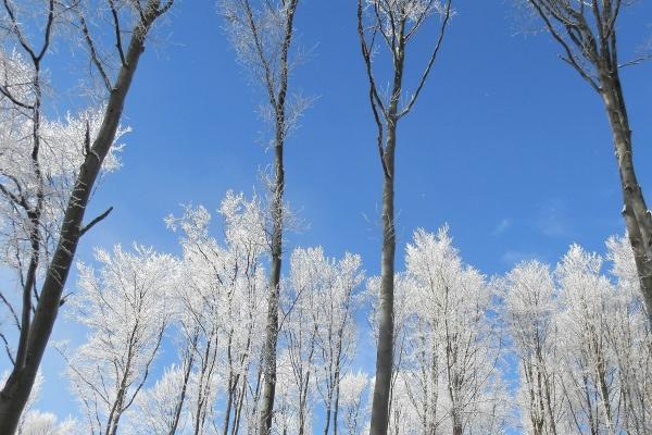 仙指阁运势 2024年8月14日十二生肖运势分析