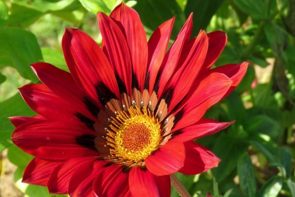 仙指阁运势 2024年8月11日十二生肖运势分析