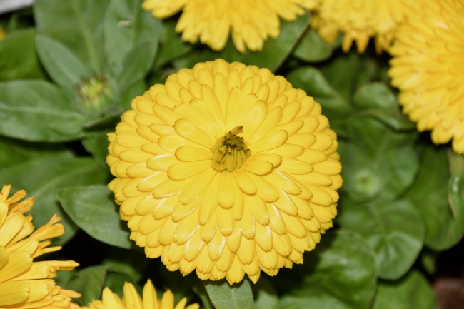 仙指阁运势 2024年8月12日十二生肖运势分析