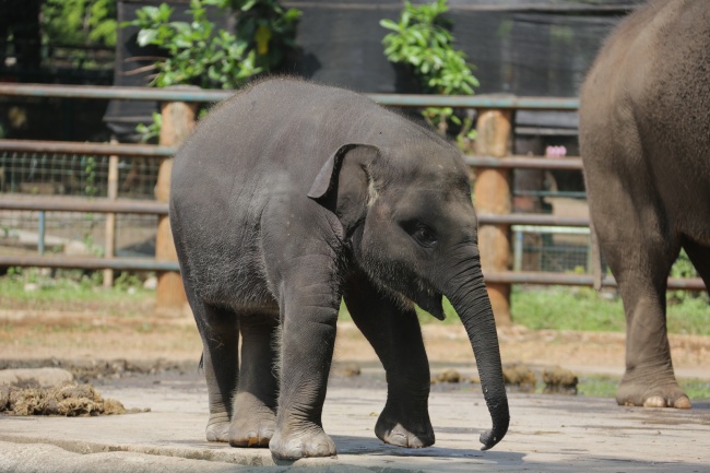属鸡和虎能不能在一起 宜属鸡合婚的生肖有