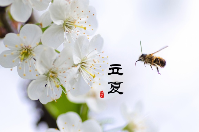 犯太岁2024年生肖是什么 2024年犯太岁的属相目录