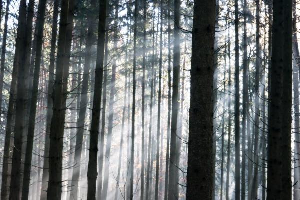 龙遇鼠为何好福气 龙与鼠的相生相克