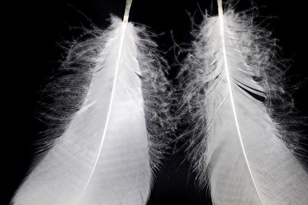 龙年容易与什么属相相冲？化解方法大公布