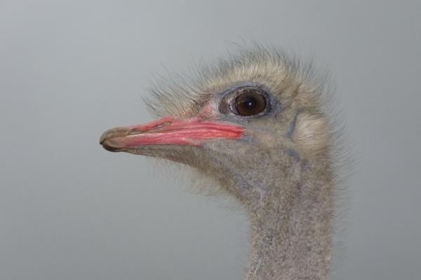 闷声干大事的生肖女，低调却能力出色