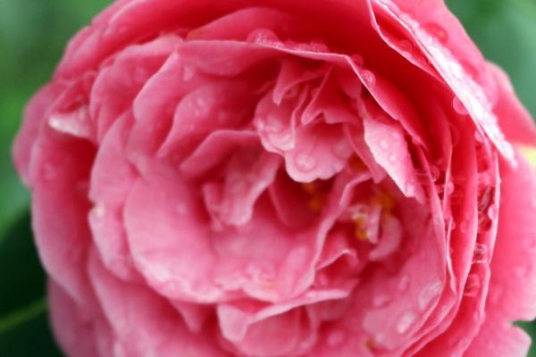 2024有重孝的生肖,2024年戴孝的生肖