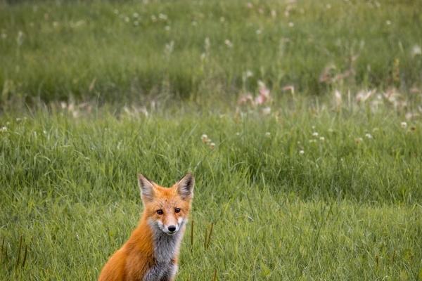 脑子反应灵敏的生肖 精明的生肖