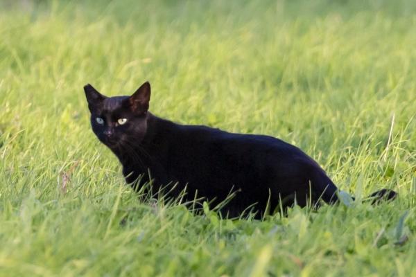 2024年甲辰年四大犯太岁属相 化解太岁凶运的方式