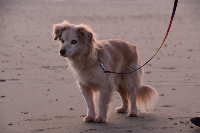 为什么龙年新生儿诸多？龙孩子有何独到之处？