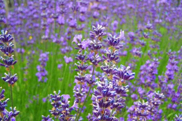 女虎男龙是结婚的大忌 虎和龙是否姻缘