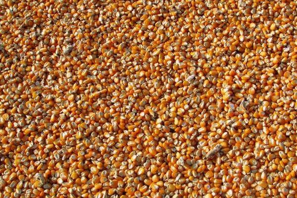 2024年福气满满的生肖 运势好一点的属相2024