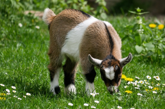 2024年财运旺的属相 2024财运好一点的生肖