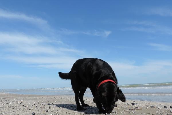 仙指阁运势 2024年10月12日十二生肖运势分析