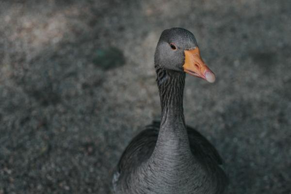 梦到了别人送橘子预兆了什么吗 梦到了别人送橘子预兆了什么吗
