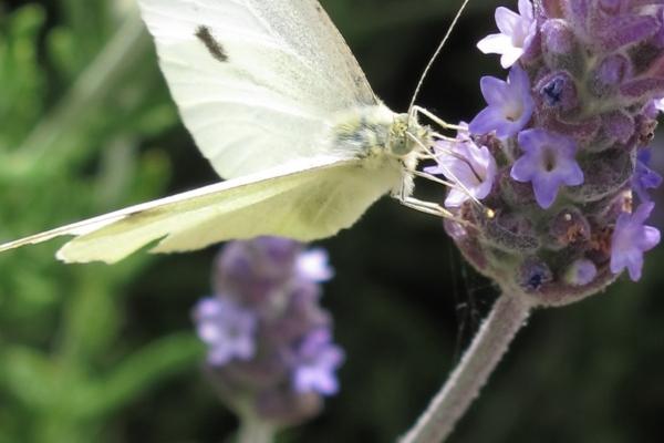 属蛇人2025年官运怎样