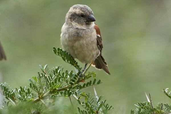 属羊人2025年12月运势