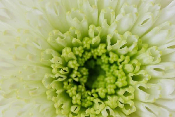 属鸡和属羊的合不合财气，属鸡和属羊的适合做夫妇吗