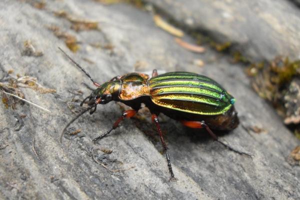 属兔人2025年9月运势