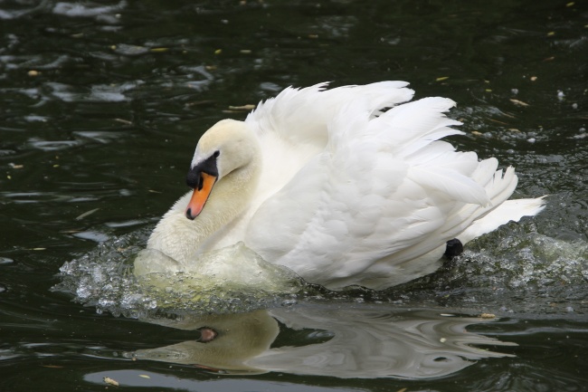 属蛇人2025年财运如何