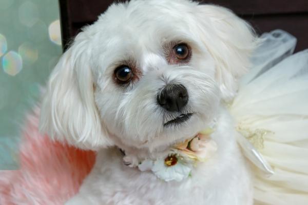 很现实很权益的生肖女