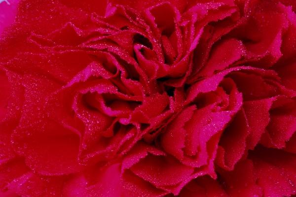 2025年2月6日十二生肖运势每日播报