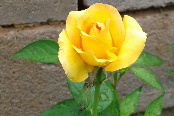 属猴人2025年财运如何