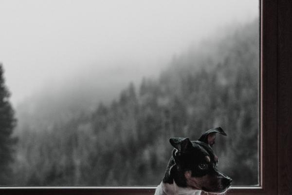 属虎人2025年感情运怎样