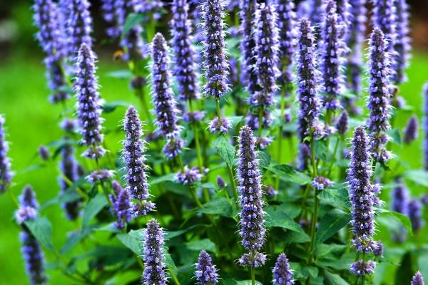 12生肖今日运势详细说明（2025.1.22）