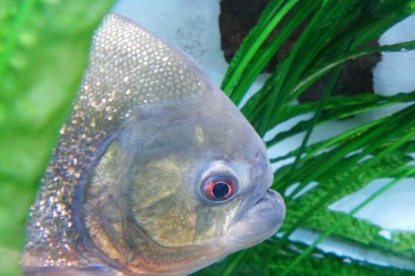 属虎总和属龙的是克星吗