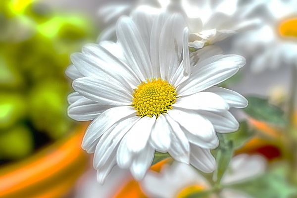 社会上很强大的生肖女