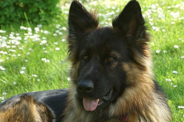 属猪人2025年事业运怎样