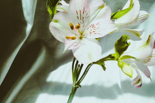 属狗人2025年11月运势