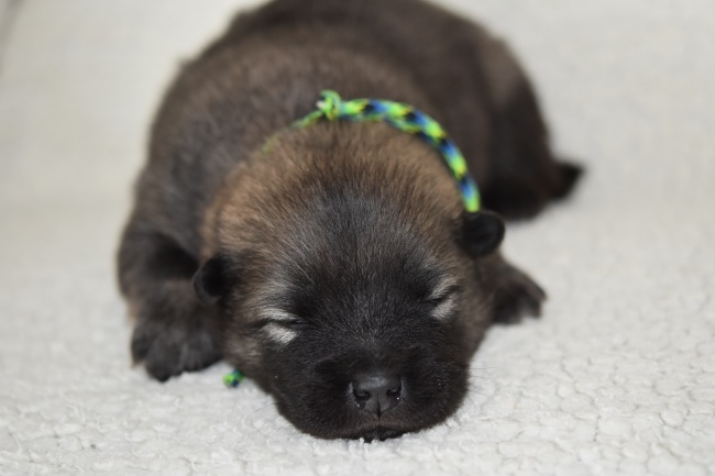 12生肖今日运势详细说明（2025.3.5）