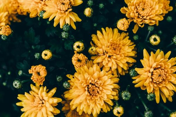 属牛女和属狗男孩子婚姻如何