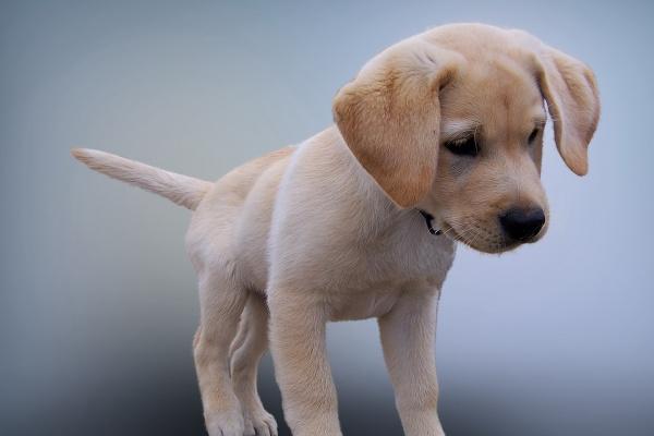 12生肖今日运势详细说明（2025.3.3）