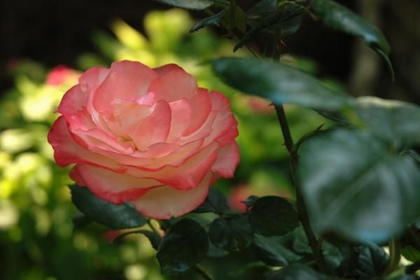 2025年属蛇人桃花方位