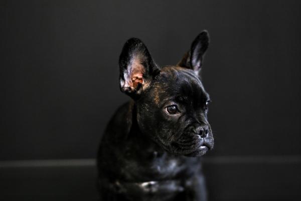 属狗人2025年官运怎样