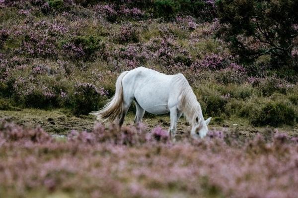 属狗人2025年感情运怎样