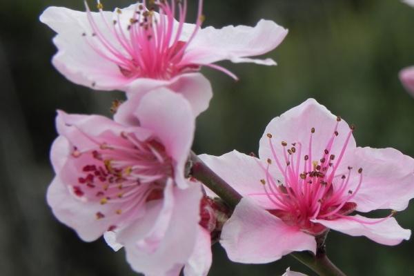 属狗人2025年每月运程