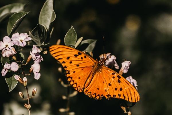 2025年犯太岁的属相