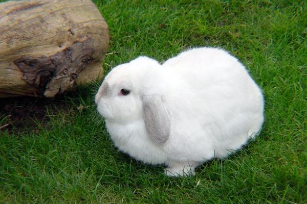 各方面都很优秀的生肖女