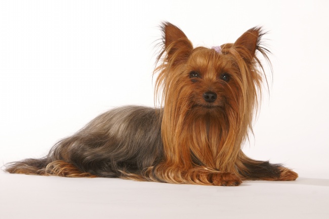 属马人2025年6月运势