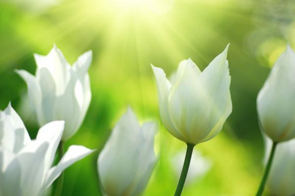 属龙人2025年感情运怎样