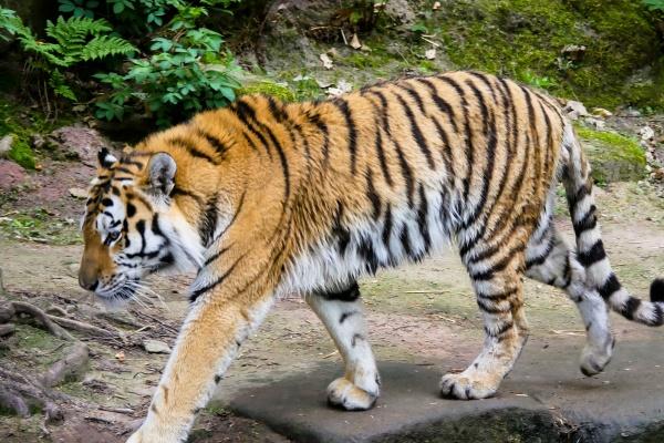 牛怕老虎还是老虎怕牛