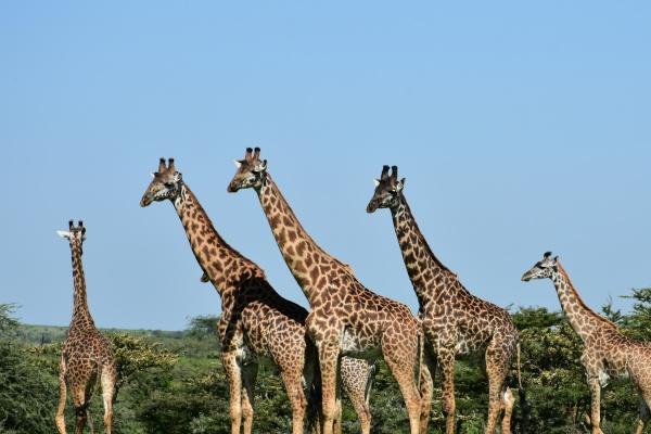 虎男和牛女孩子个性怎样